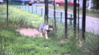 Москва.Абсолютно домашние животные в приюте.Даром!!