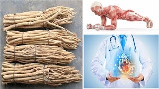 The Extraordinary Benefits of Astragalus Root: The Ancient Herb of Longevity and Strength