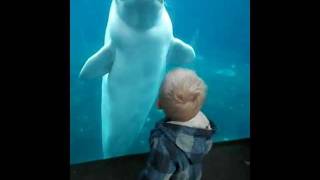 funny beluga whale playing with my son