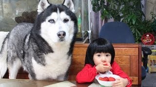 Siberian Husky苺好きな　孫娘とシベリアンハスキークッキー