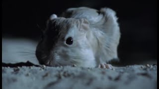 Aggressive nightlife of the Kangaroo Rat | Attenborough |  BBC