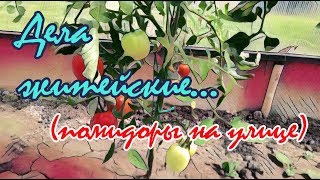 Дела житейские. "Дикие помидоры"