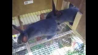 American blue rabbit up date all most time to eat or sell