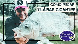 A MAIOR TILÁPIA DA MINHA VIDA |  Pesqueiro Cantareira