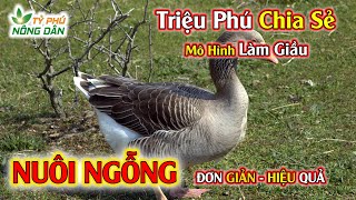Triệu Phú Tiết Lộ Cách Nuôi... NGỖNG Khoa Học Đơn Giản Hiệu Quả Kinh Tế Cao - Ít Người Biết