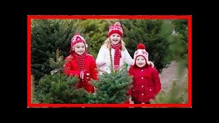 Der Umwelt zuliebe: Weihnachtsbaum mieten oder kaufen?