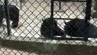 Brown bear mating with drain hole