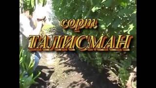 В гостях у трех любителей винограда Харькова. Цыгулёв, Ляшов, Гребенчук. 21 августа 2016 года