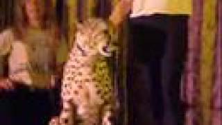 Cheetah