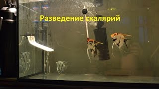 Разведение скалярий часть 1