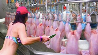 Incredible chicken poultry farming technology in factory. Amazing automatic poultry plants machine