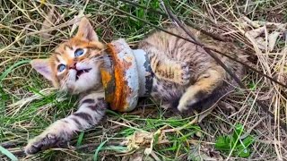 Животные Которые Просили Помощи у Человека | ТОП 10