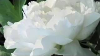 Pashto Naat Zama Dilbar