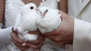 Школа элитных жен: о чем молчат мужчины! Уроки Лизы Питеркиной!