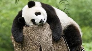 Смешные и милые панды. Кунг-фу Панда.