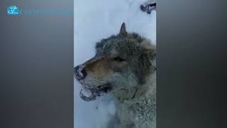 Чакмак жайлоосунан төрт карышкыр: эки дөбөт жана эки канчык атылды