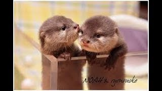 【カワウソ】生まれて間もないカワウソの赤ちゃんがかわいすぎる【赤ちゃん】~baby otter~