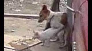 Ang pusa't aso ni Nanay...
