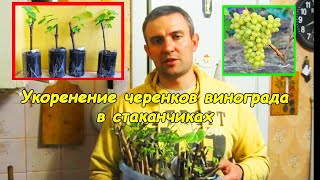 Посадка черенков винограда в землю #деломастерабоится