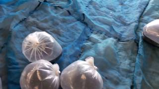 Tilapia fish seeds  Packaging in oxygen bags