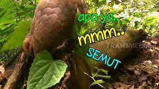 SI OTAN | SOBAT OTAN BERTUBUH UNIK (13/09/18) 2-3