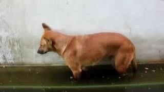 @Вот прикол! Собака уснула и упала в лужу. Смешно до слез!!!@