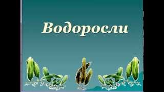 Водоросли