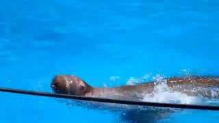 Дельфинарий. Морж. Небуг.