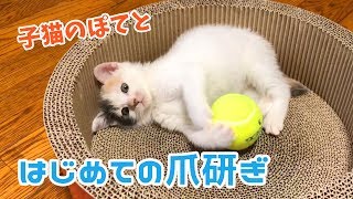 子猫のぽてとに初めての爪研ぎをプレゼントしてみた