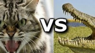 Кот против крокодила  Смотреть всем