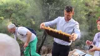 Турецкая Пасека в Лесу: Турецкий Падевый Сосновый Мед, Mugla, Turkiye