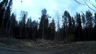 Охота на вальдшнепа. Хорошие налёты комаров. Тяга вальдшнепа. Закрытие весеннего сезона.