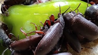 أسهل طرق الأنتاج من دود الميل ورم او دود القبابي meal worm