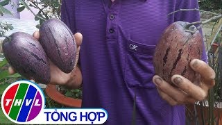 THVL | Dưa hấu tím lần đầu xuất hiện ở làng hoa Sa Đéc