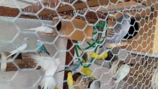 Mi Aviario de Periquitos y exoticos