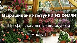 Петуния, выращиваем без ошибок. Часть1