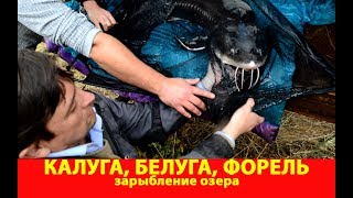 Зарыбление озера белугой, калугой и форелью