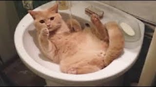 Игры для кошек на экране компьютера. Плавающие рыбки видео для кошек. Мышки для кошки на компьютере