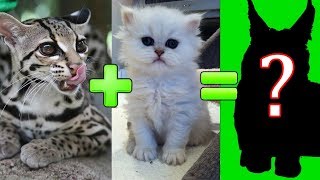 15 СКРЕЩИВАНИЙ КОШЕК РАЗНЫХ ПОРОД. #ЧАСТЬ 1