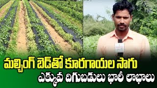 Vegetables Farming in Mulching Sheet System || Farmer Kanakaraju || SumanTV Rythu