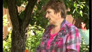 Сад и огород. Клематисы (1)