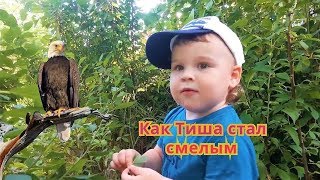 Детские сказки    КАК ТИША СТАЛ СМЕЛЫМ