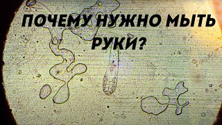 Почему нужно мыть руки? Ребенок и гигиена