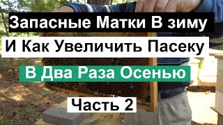 Пасека #128  Запасные Матки в Зиму и Как Увеличить Пасеку Осенью.  Зимовка Пчёл / Пчеловодство