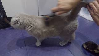 Как правильно вычёсывать кошку