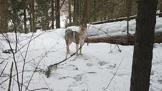 БИЙКА В ЭФИРЕ ?