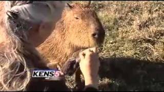 World's Largest "RODENT" - lives in Texas