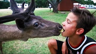 Штат Техас. Велотур по США. Кормим оленей. Ночной Даллас.