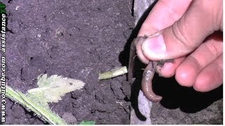 Ловля выползка на рыбалку / Как поймать выползка