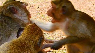 Poor Merry got attack by Dee Dee cos she not allow DeeDee drag her baby / Monkey Post